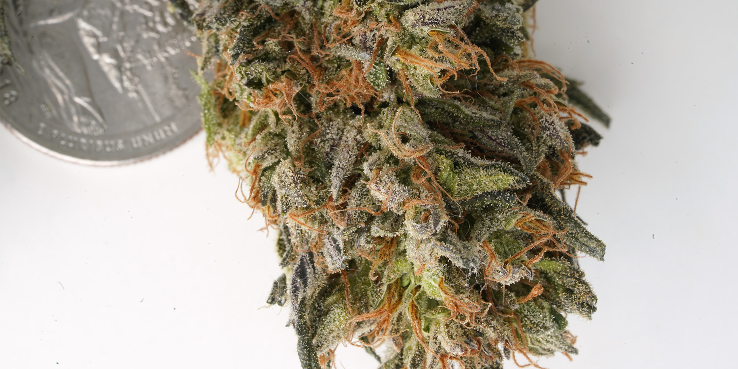 New Buds and Pictures