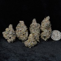 Blueberry Motor Oil - Premium