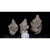 Blueberry Motor Oil - Premium