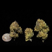 Cookies and Cream Cannabis
