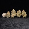 Midnight Scoop - Premium