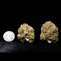 Sherbet - Bubblegum Glue