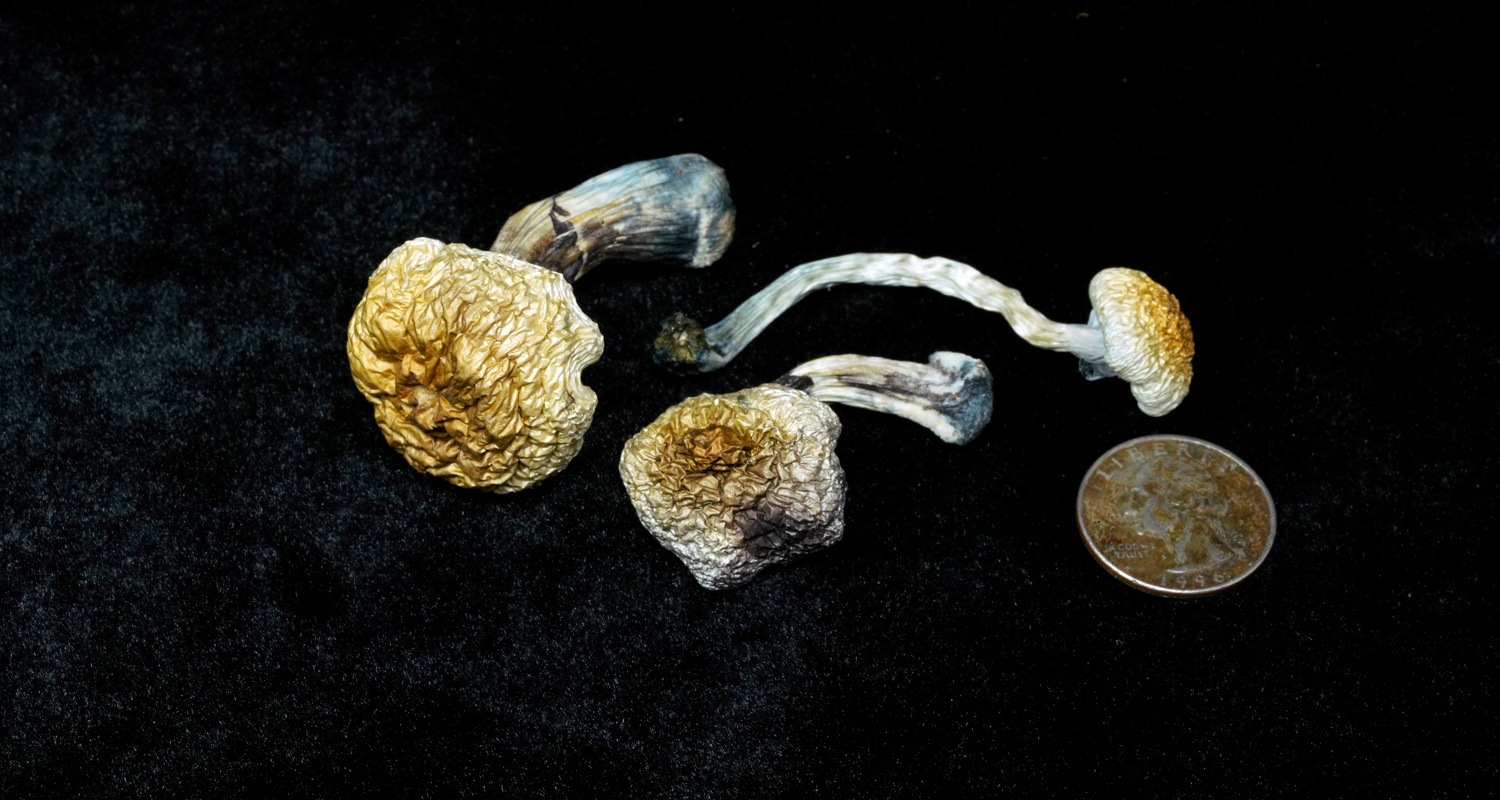 Ochra - Psilocybe Ochraceocentrata