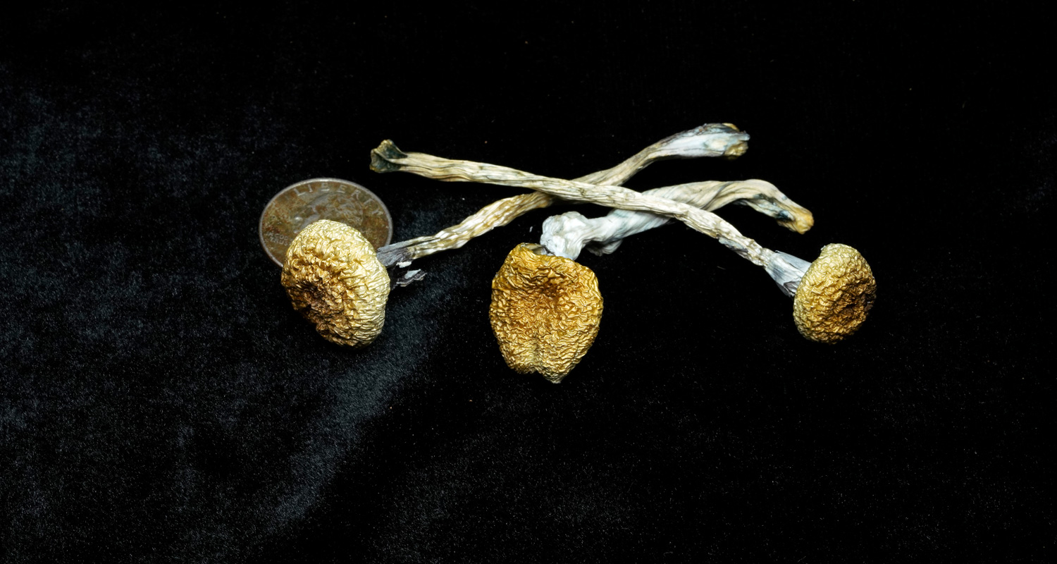 PESA - Pacifica Exotica Spora Amazonian
