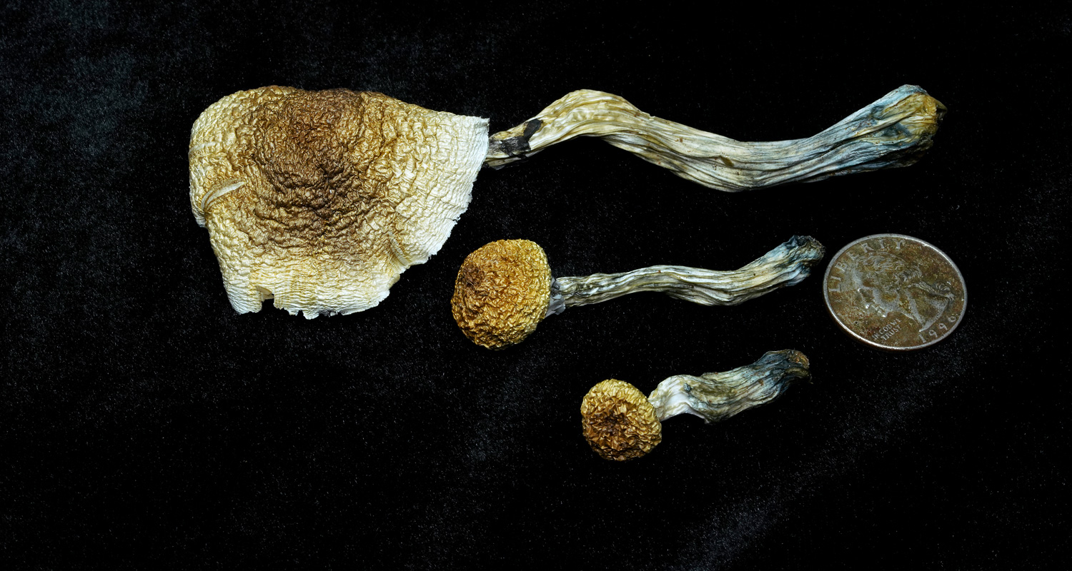 PESH - Pacifica Exotica Spora Hawaiian