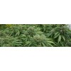 Buds
