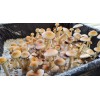 Psilocybin
