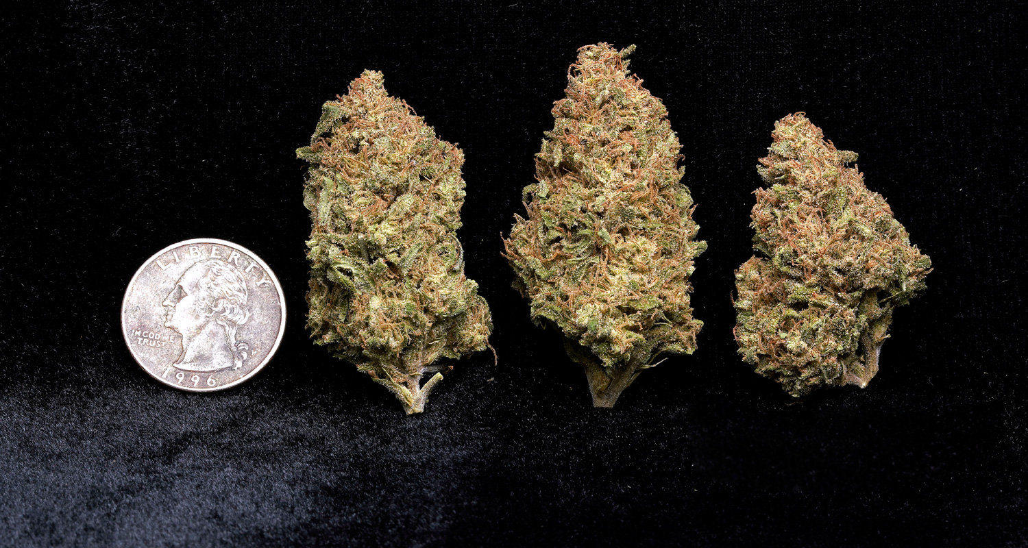 Bubblegum Glue - Lime Pop