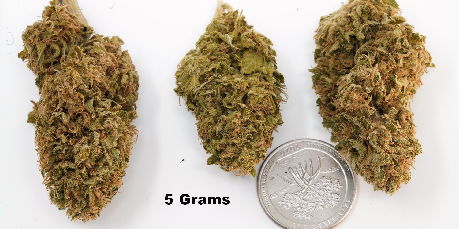 Cannabis Sativa - Beyond The Brain