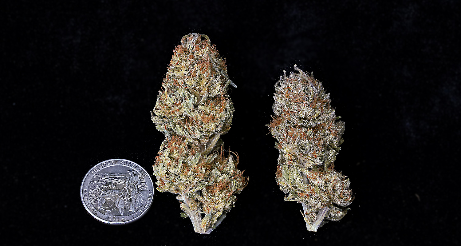 PurpPunch My4Way