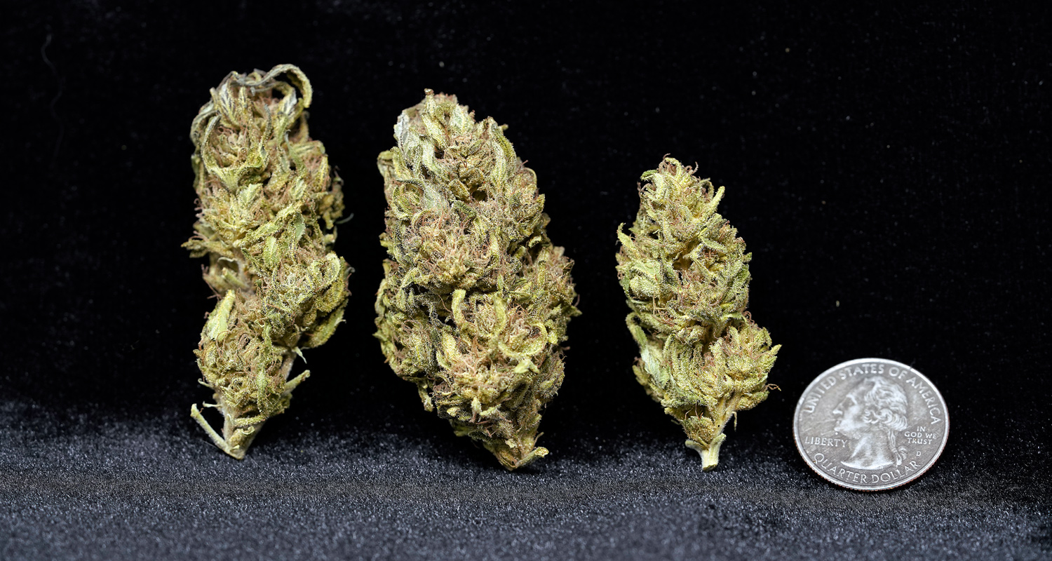 SanLorenzo BlkLotus