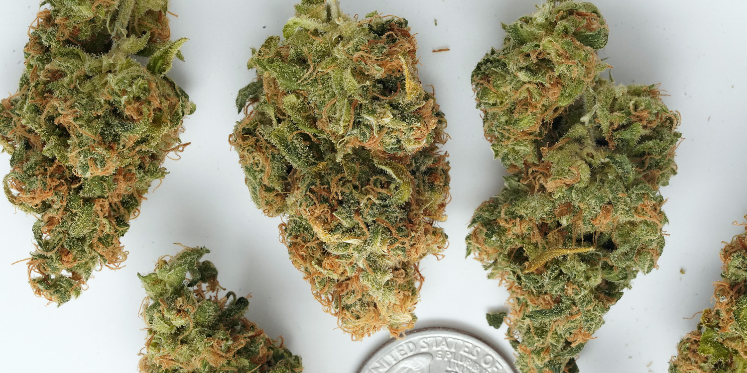 Chocolope-Tango Kush Cannabis - Buy Weed On Line