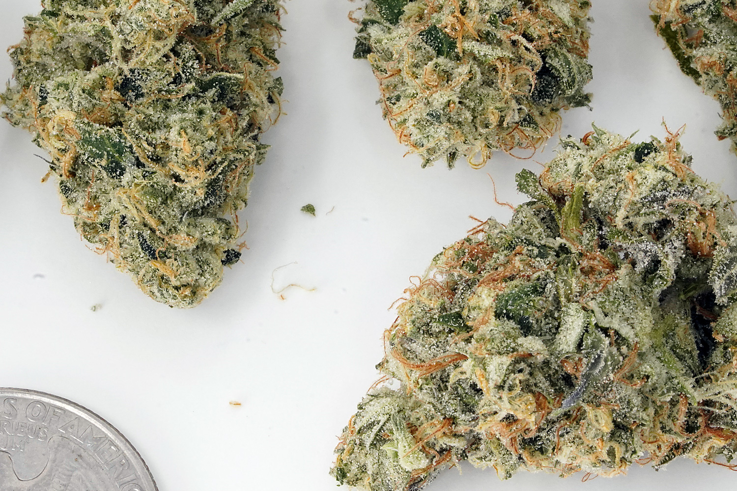 GMO Cookies Return