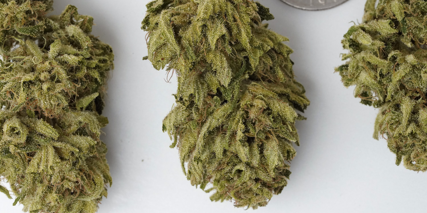 Fresh Marijuana Strains