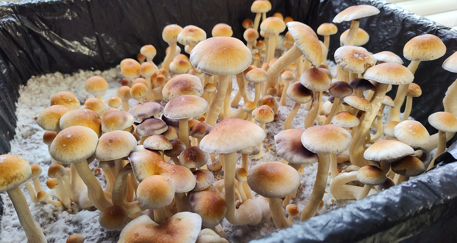 New Mushrooms