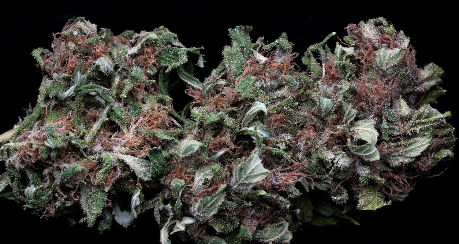 PurpleHaze02