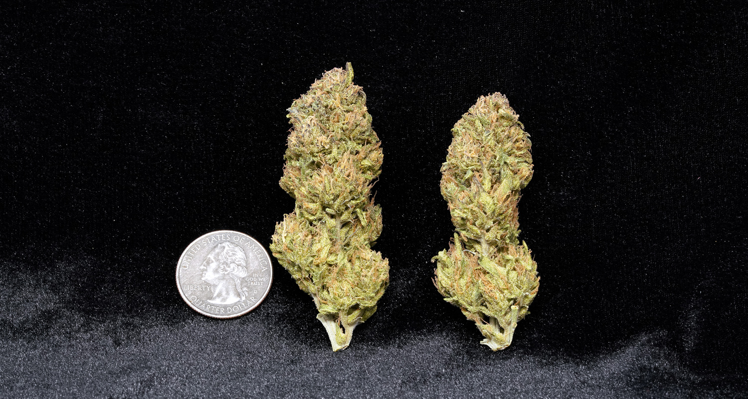 New Bud Pictures