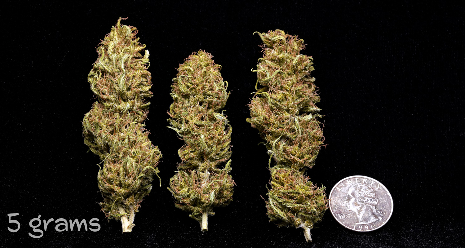 Wedding Cake Cannabis