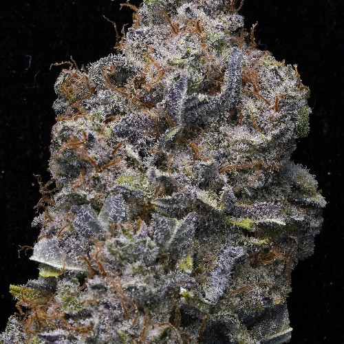 Blueberry Motor Oil