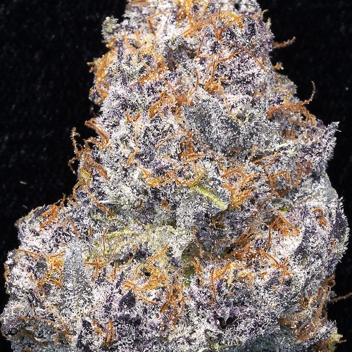 Tropicana Infusion