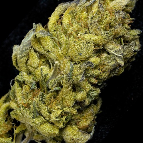 White Tahoe Cookies