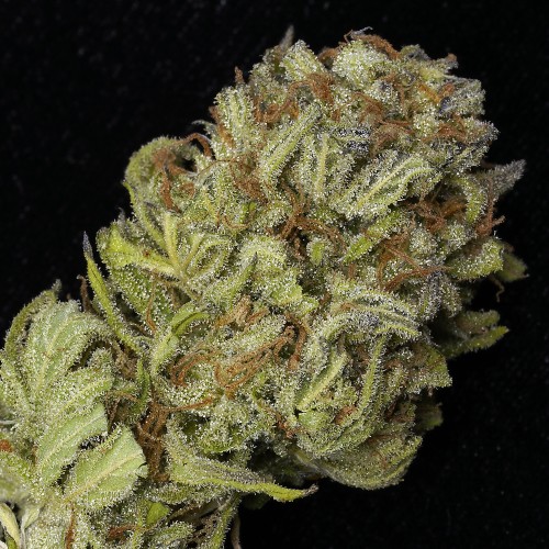 Grape Stomper